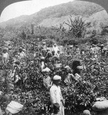 Coffee picking on Sir Thomas Lipton's estate, Dambutenne, Sri Lanka, 1903.Artist: Underwood & Underwood