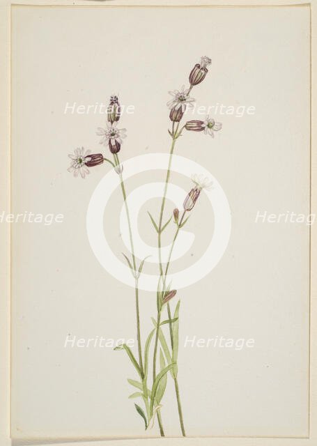 Silene multicaulis, ca. 1900-1920. Creator: Mary Vaux Walcott.