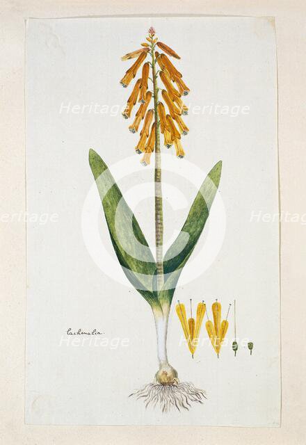 Lachenalia aloides (L.f.) Engl. var. aurea (Opal flower), 1777-1786. Creator: Robert Jacob Gordon.