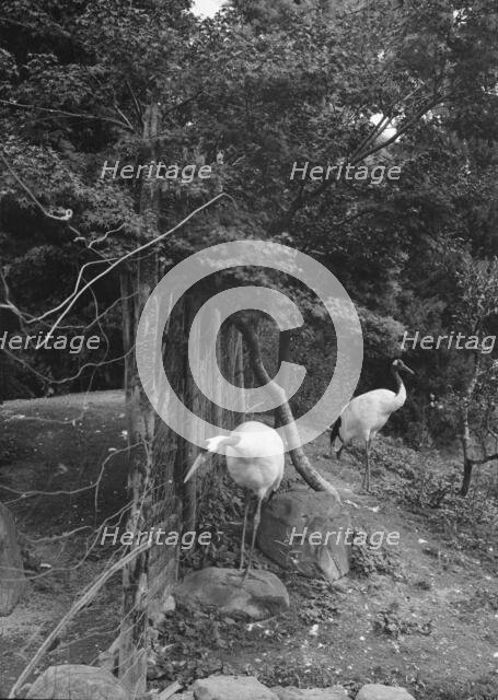 Travel views of Japan and Korea, 1908. Creator: Arnold Genthe.