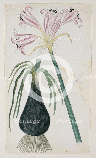 Crinum macowanii Baker, formerly Amaryllis belladonna (Cape coast lily), 1777-1786. Creator: Robert Jacob Gordon.