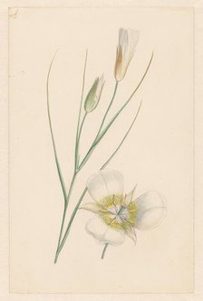 Flower, c.1800-c.1900. Creator: Anon.