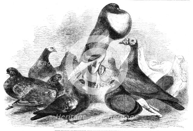 Prize Pigeons at the recent show of the Halifax Fancy Pigeon Association, 1862. Creator: Harrison Weir.