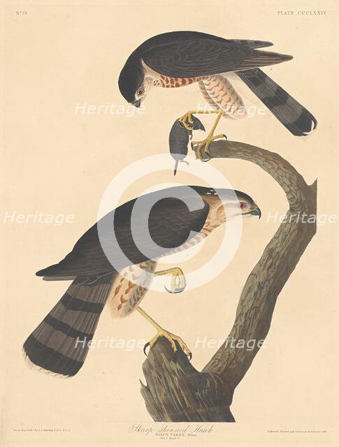 Sharp-shinned Hawk, 1837. Creator: Robert Havell.