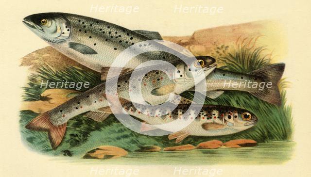 Atlantic salmon - Grilse, Smolt and Parr, 1887, (1946).  Creator: Unknown.