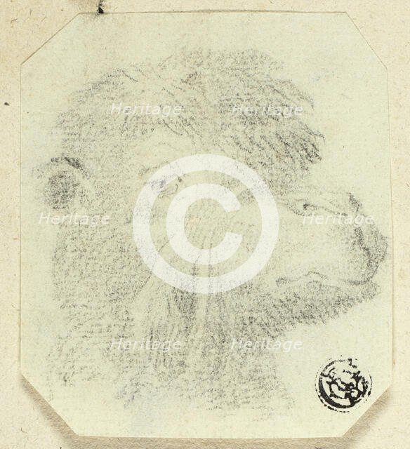 Camel's Head Facing Right, n.d. Creator: Unknown.