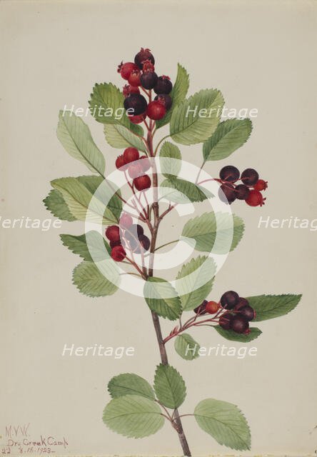 Saskatoon (Amelanchier alnifolia), 1923. Creator: Mary Vaux Walcott.