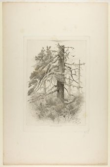 Old Trees at Naushon Island, 1864. Creator: Robert Swain Gifford.