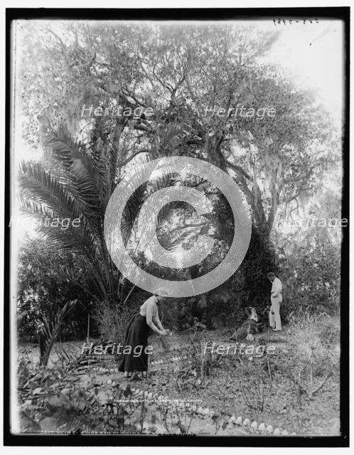 Winter days in Florida on the Halifax, between 1890 and 1897. Creator: William H. Jackson.