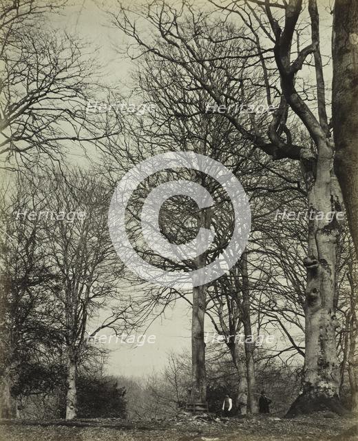 Queen Adelaide's Beech, before 1864. Creator: James Sinclair, 14th Earl of Caithness (British, 1821-1881); William Bambridge (British, 1819-1879), or ; Longman, Green, Longman, Roberts & Green.