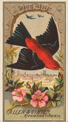 Scarlet Tanager, from the Birds of America series (N4) for Allen & Ginter Cigarettes Brands, 1888. Creator: Allen & Ginter.