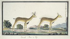 Ourebia ourebi (Oribi), 1777-1786. Creator: Robert Jacob Gordon.