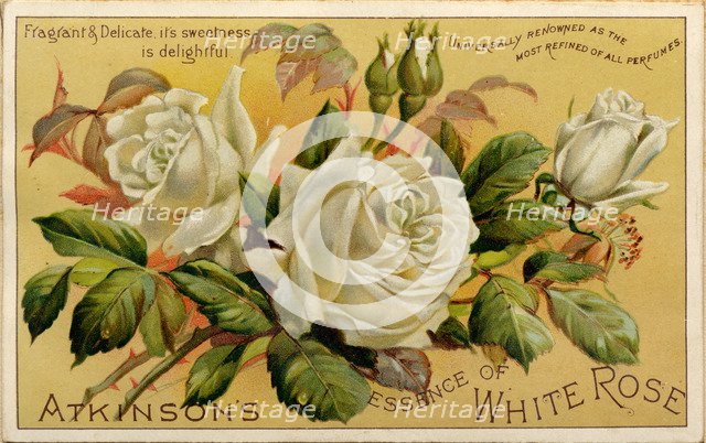 Atkinson’s Essence of White Rose, 19th century. Artist: Unknown