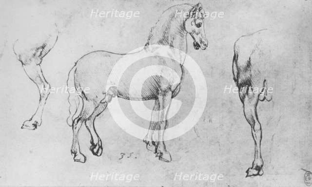 'Study of a Horse, its Near Hind-Leg and its Hind-Quarters', c1480 (1945). Artist: Leonardo da Vinci.
