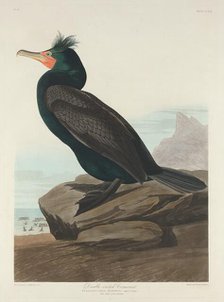 Double-crested Cormorant, 1835. Creator: Robert Havell.