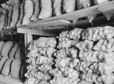 Fifty-pound bags of onions in storage shed, ready for market, Malheur County, Oregon, 1939. Creator: Dorothea Lange.