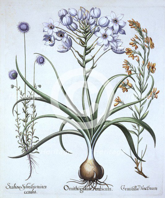 Star of Bethlehem , with Blue Flowered Sheep's Bit and Dyer's Greenwood, from 'Hortus Eystettensis',