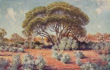 'A Fertile Spot in Central Australia', 1923. Creator: Unknown.