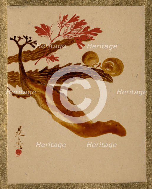 Seaweed. Creator: Shibata Zeshin.