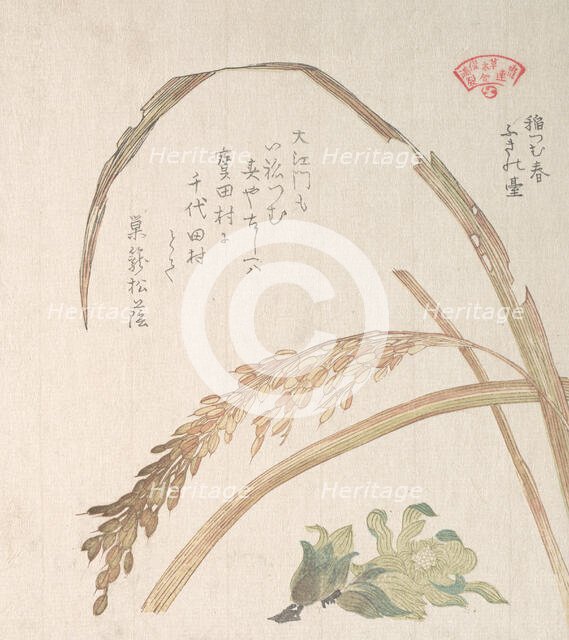 Rice Plant and Butter-Burs, 19th century. Creator: Kubo Shunman.