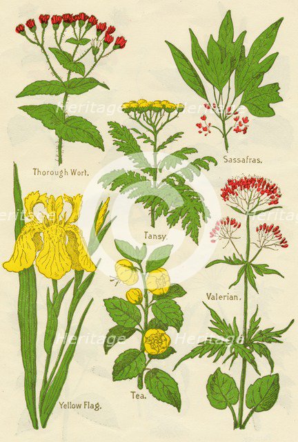 Flowers: Thorough Wort, Tansy, Sassafras, Valerian, Yellow Flag, Tea, Valerian, c1940. Artist: Unknown.