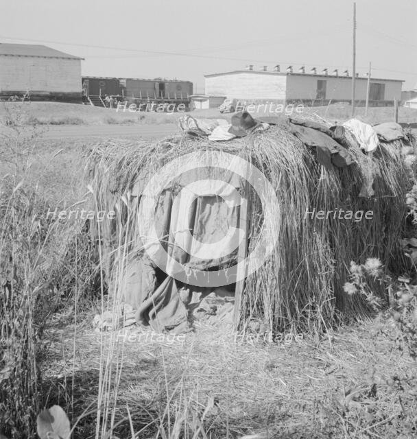 Camp of single men during potato harvest, Tulelake, Siskiyou County, California, 1939. Creator: Dorothea Lange.