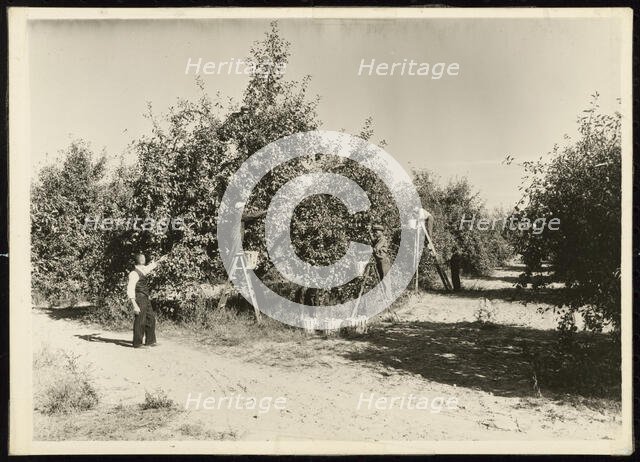 Untitled, ca. 1935. Creator: Lewis Wickes Hine.