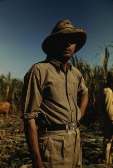 Man in a sugar cane field during harvest, Puerto Rico, 1942. Creator: Jack Delano.