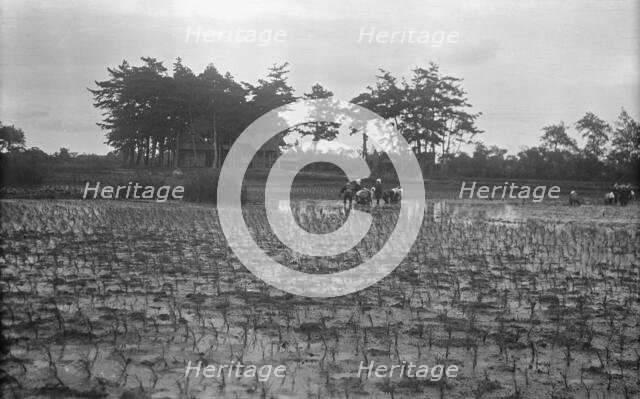 Travel views of Japan and Korea, 1908. Creator: Arnold Genthe.