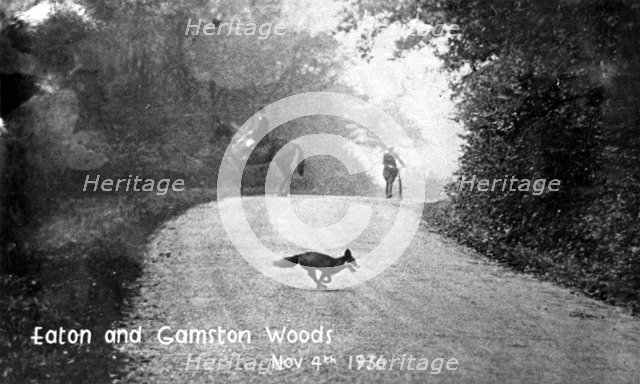 Fox running across the road, Eaton and Gamston Woods, near Retford, Nottinghamshire, 1936. Artist: Unknown