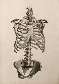 Bones of the torso: front view, 1830-1835. Creator: Unknown.