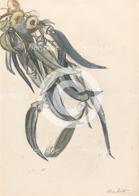 Flowering branch of a eucalyptus, 1872-1950. Creator: Barbara Elisabeth van Houten.