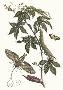 Ricinus d'Amerique. From the Book Metamorphosis insectorum Surinamensium, 1705. Creator: Merian, Maria Sibylla (1647-1717).