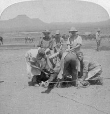 Shoeing horses at Naauwpoort, South Africa, Boer War, 1900. Artist: Underwood & Underwood
