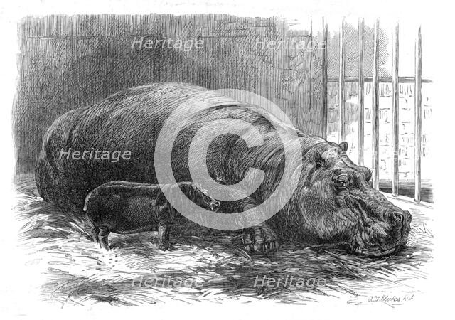 The young hippopotamus and dam, at the Zoological Society's Garden, 1872. Creator: Unknown.