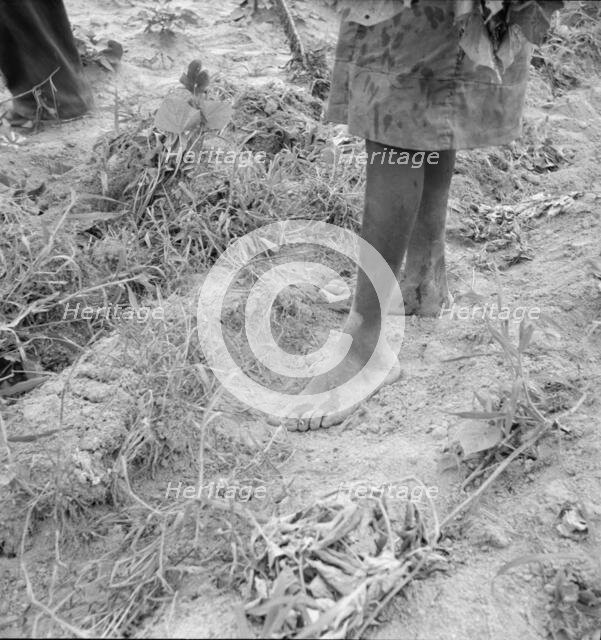 Thirteen year old daughter of Negro sharecropper..., Olive Hill, North Carolina, 1939. Creator: Dorothea Lange.