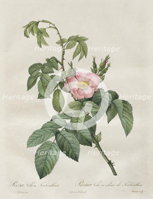 Les Roses: Rosa Villosa Terebenthina, 1817-1824. Creator: Henry Joseph Redouté (French, 1766-1853).