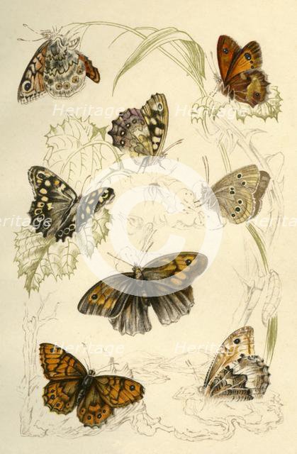 Butterflies, 19th century. Creator: Unknown.