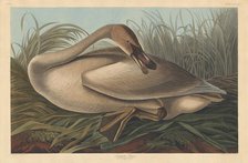 Trumpeter Swan, 1837. Creator: Robert Havell.