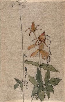 A fruiting rose (Rosa species) on the left, a flowering plant on the right. Creator: Unknown.