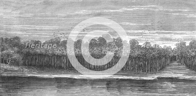 'A Palm Grove in the Tierra Caliente; An Ascent of the Cofre de Perote, Mexico', 1875. Creator: Unknown.