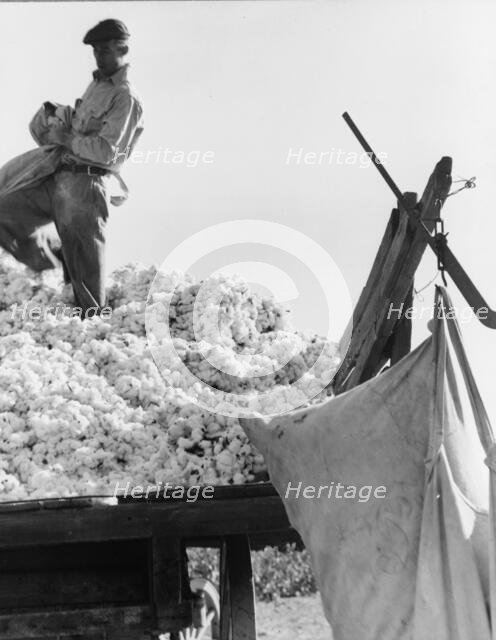 Loading cotton, San Joaquin Valley, California, 1936. Creator: Dorothea Lange.