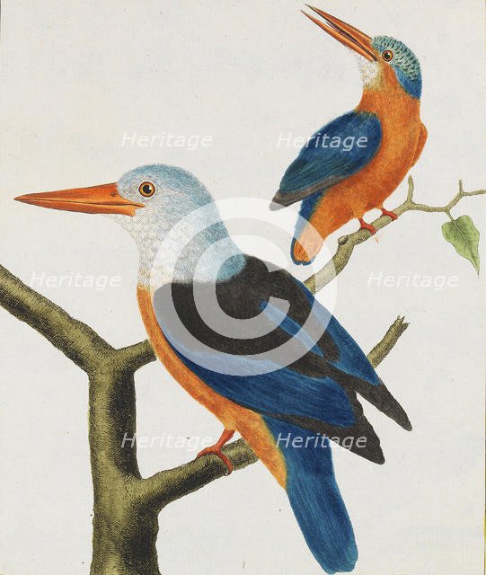 Histoire naturelle. Oiseaux. Planches enluminées, 1766-1782. Creator: Leclerc de Buffon, Georges-Louis (1707-1788).