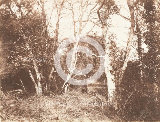 Cureuleo Meadow, 1853-56. Creator: John Dillwyn Llewelyn.