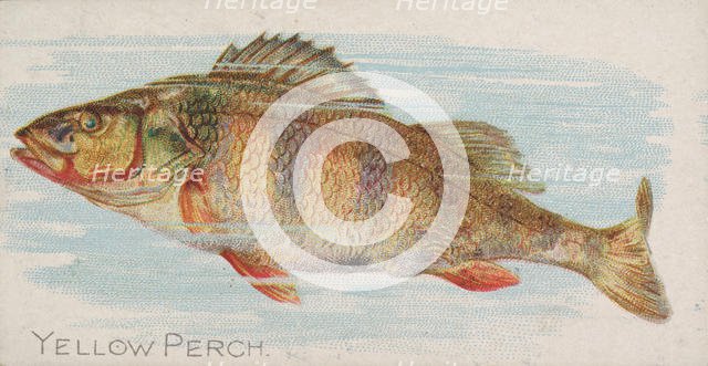 Yellow Perch, from the Fish from American Waters series (N8) for Allen & Ginter Cigarettes..., 1889. Creator: Allen & Ginter.