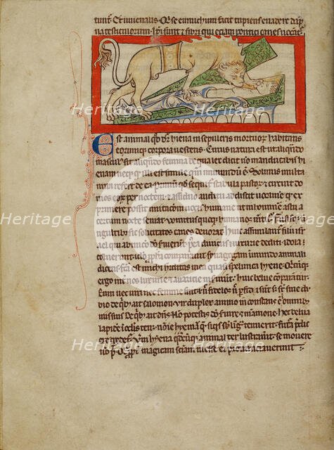 A Hyena; Northumberland Bestiary, about 1250-1260. Creator: Unknown.