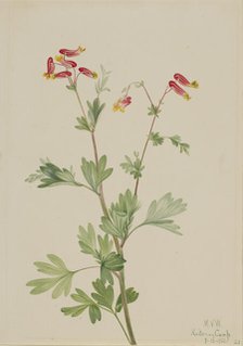 Pink Fumeroot (Capnoides sempervirens), 1922. Creator: Mary Vaux Walcott.