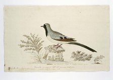 Oena capensis (Namaqua dove), 1778. Creator: Robert Jacob Gordon.