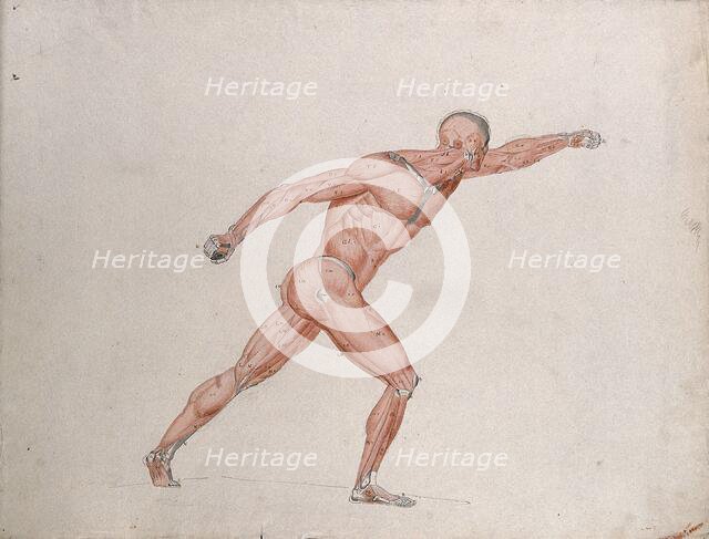 Skeletal and myologic structure of the 'Borghese Gladiator' statue: the figure is..., (1833?). Creator: Johann Conrad Zeller.