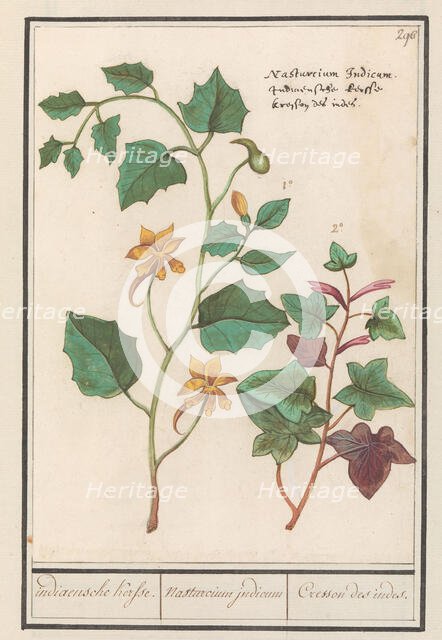 Nasturtium (Tropaeolum majus), 1596-1610. Creators: Anselmus de Boodt, Elias Verhulst.